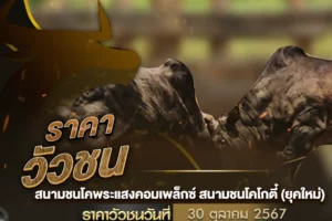 ราคาวัวชน 30 ตุลาคม 2567