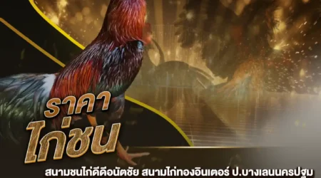 ราคาไก่ชน 12 ตุลาคม  2567