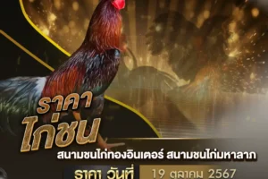 ราคาไก่ชน 19 ตุลาคม 2567