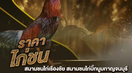 ราคาไก่ชน 20 ตุลาคม 2567