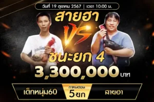 เทปไก่ชน เด็กหนุ่ม60 VS สายฮา 19 ตุลาคม 2567