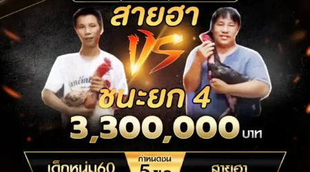 เทปไก่ชน เด็กหนุ่ม60 VS สายฮา 19 ตุลาคม 2567