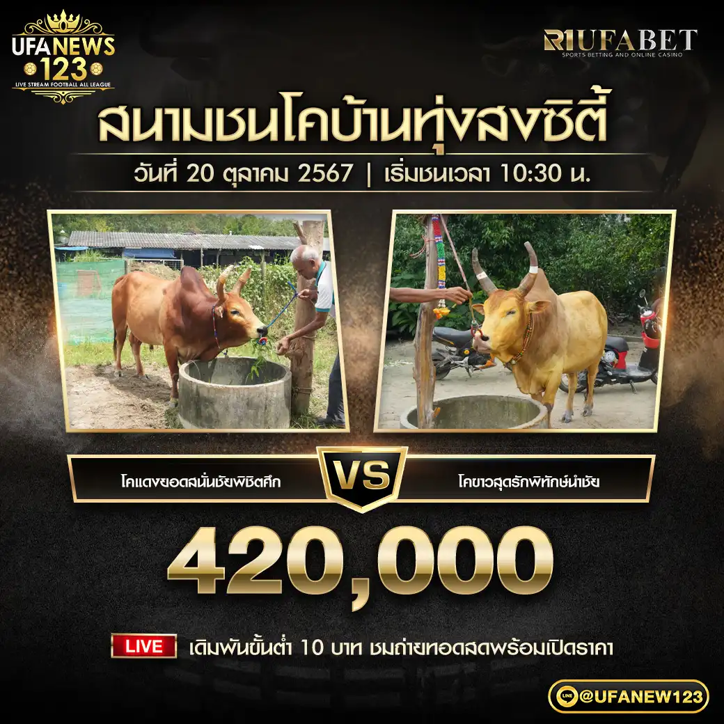 โคแดงยอดสนั่นชัยพิชิตศึก VS โคขาวสุดรักพิทักษ์นำชัย ชิงรางวัล 420,000 บาท