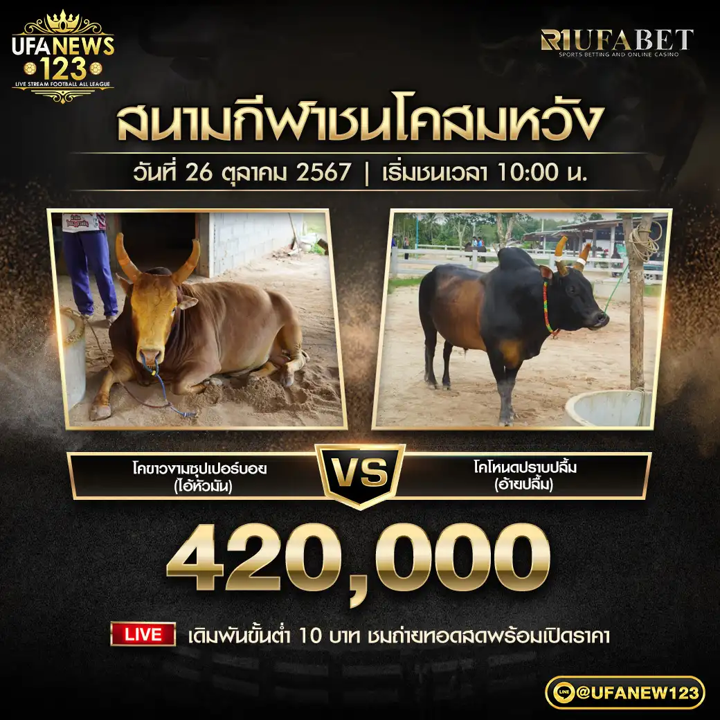 โคขาวงามซุปเปอร์บอย (ไอ้หัวมัน) VS โคโหนดปราบปลื้ม (อ้ายปลื้ม) ชิงรางวัล 420,000 บาท