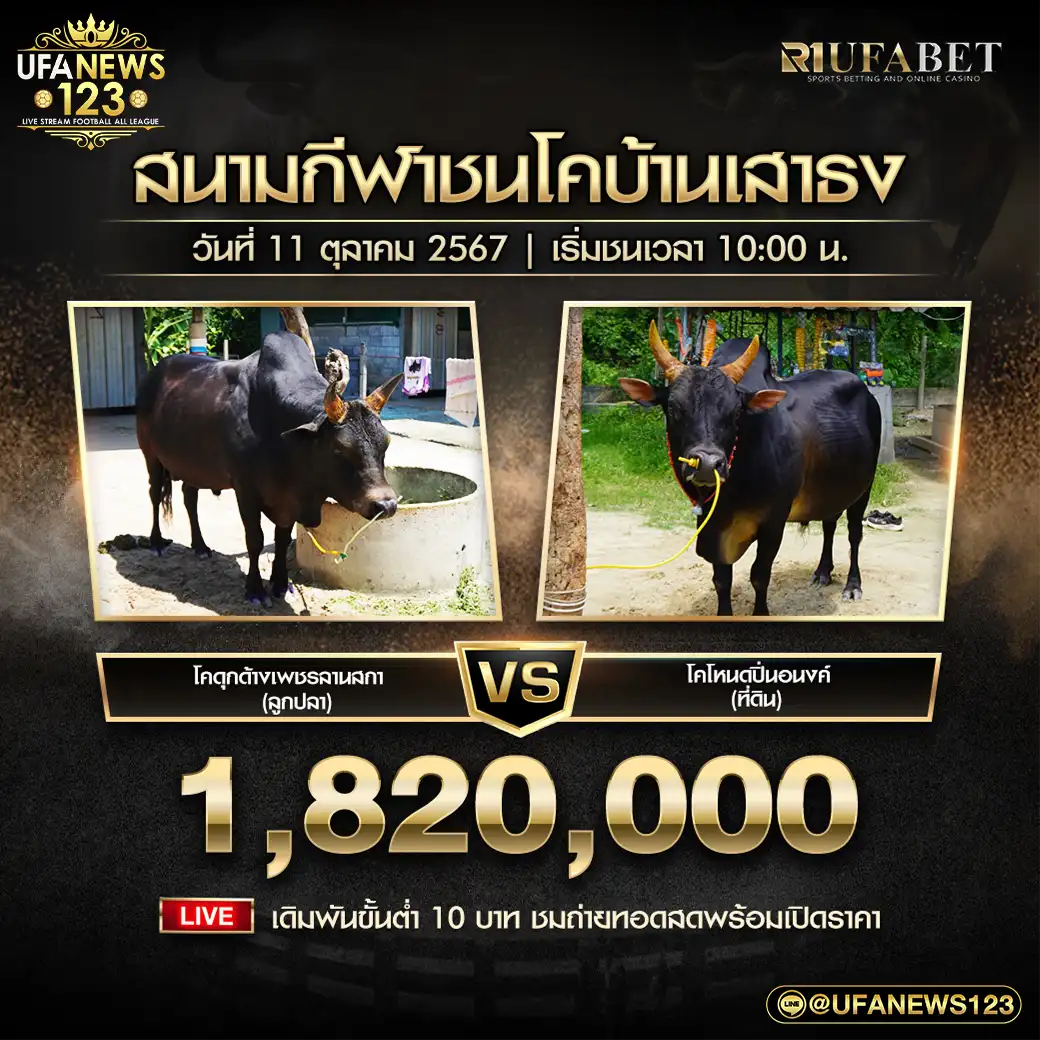 โคดุกด้างเพชรลานสกา (ลูกปลา) VS โคโหนดปิ่นอนงค์ (ที่ดิน) ชิงรางวัล 1,820,000 บาท