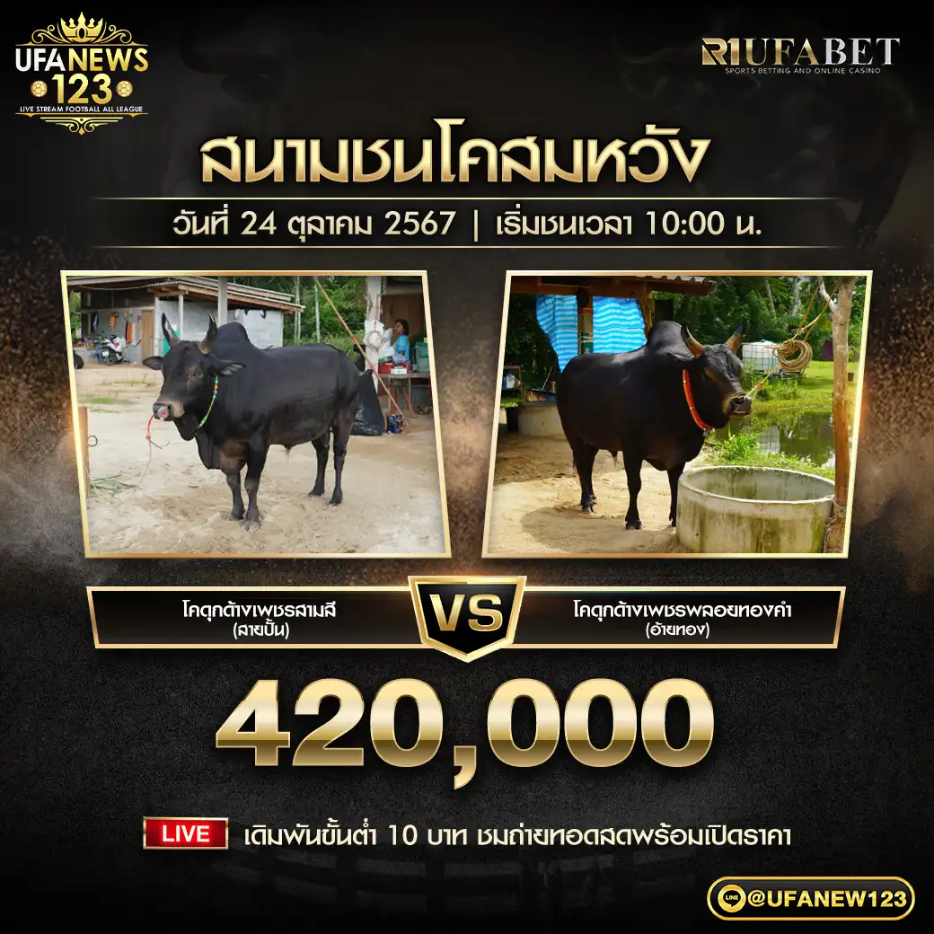 โคดุกด้างเพชรสามสี (สายปั้น) VS โคดุกด้างเพชรพลอยทองคำ (อ้ายทอง) ชิงรางวัล 420,000 บาท