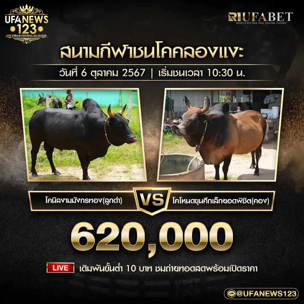 โคนิลงามมังกรทอง (ลูกดำ) VS โคโหนดขุนศึกเล็กยอดพิชิต(คอง) ชิงรางวัล 620,000 บาท