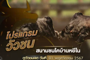 โปรแกรมวัวชน 01 พฤศจิกายน 2567