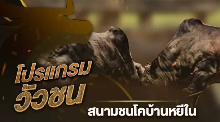 โปรแกรมวัวชน 01 พฤศจิกายน 2567