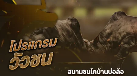 โปรแกรมวัวชน 08 ตุลาคม 2567