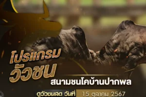 โปรแกรมวัวชน 15 ตุลาคม 2567