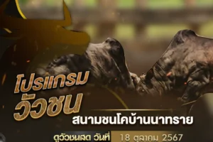 โปรแกรมวัวชน 18 ตุลาคม 2567