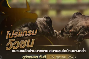 โปรแกรมวัวชน 19 ตุลาคม 2567