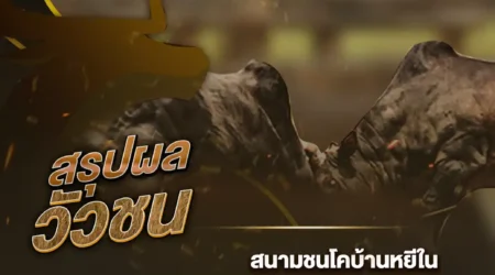 ผลวัวชน 01 พฤศจิกายน 2567