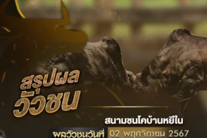 ผลวัวชน 02 พฤศจิกายน 2567