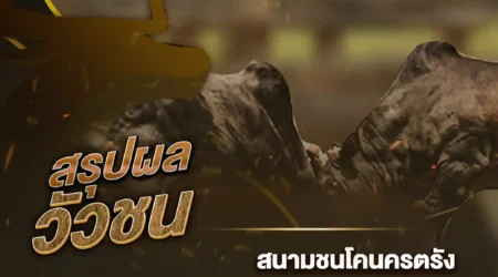 ผลวัวชน 07 พฤศจิกายน 2567