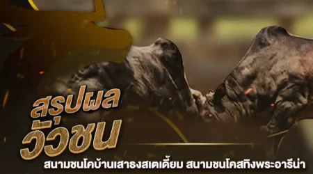 ผลวัวชน 12 พฤศจิกายน 2567