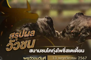 ผลวัวชน 13 พฤศจิกายน 2567