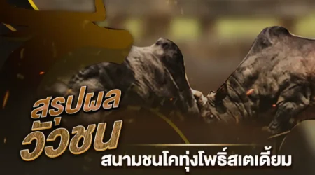 ผลวัวชน 13 พฤศจิกายน 2567