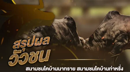 ผลวัวชน 17 พฤศจิกายน 2567