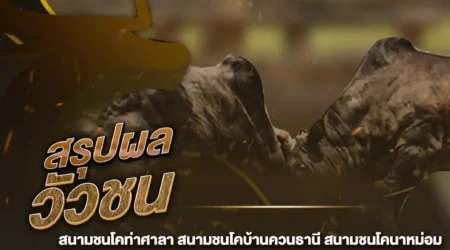 ผลวัวชน 21 พฤศจิกายน 2567