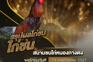 ผลไก่ชน 14 พฤศจิกายน 2567