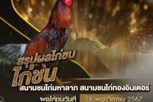 ผลไก่ชน 16 พฤศจิกายน 2567