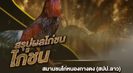 ผลไก่ชน 21 พฤศจิกายน 2567