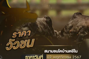 ราคาวัวชน 02 พฤศจิกายน 2567