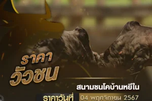 ราคาวัวชน 04 พฤศจิกายน 2567