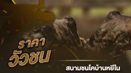 ราคาวัวชน 04 พฤศจิกายน 2567