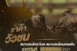 ราคาวัวชน 05 พฤศจิกายน 2567