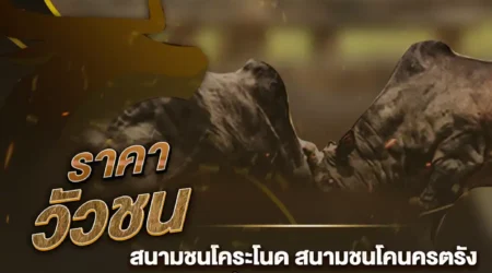 ราคาวัวชน 05 พฤศจิกายน 2567