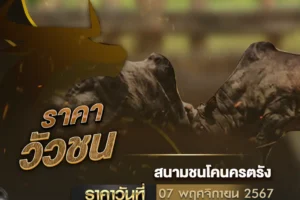 ราคาวัวชน 07 พฤศจิกายน 2567