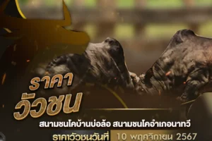 ราคาวัวชน 10 พฤศจิกายน 2567