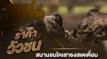 ผลวัวชน 11 พศฤจิกายน 2567