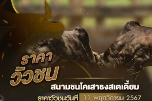 ราคาวัวชน 11 พฤศจิกายน 2567