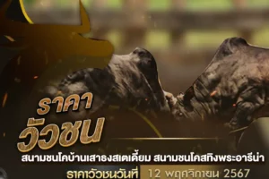 ราคาวัวชน 12 พฤศจิกายน 2567