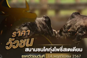 ราคาวัวชน 14 พฤศจิกายน 2567