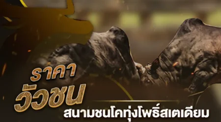 ราคาวัวชน 14 พฤศจิกายน 2567