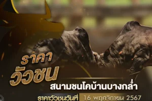 ราคาวัวชน 16 พฤศจิกายน 2567