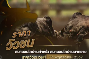 ราคาวัวชน 17 พฤศจิกายน 2567