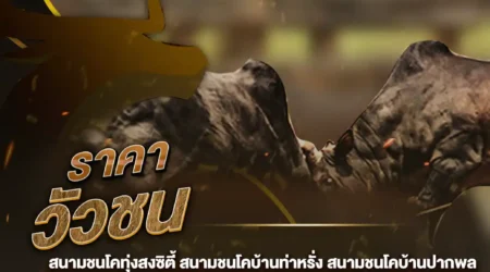 ราคาวัวชน 18 พฤศจิกายน 2567