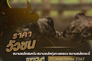 ราคาวัวชน 25 พฤศจิกายน 2567