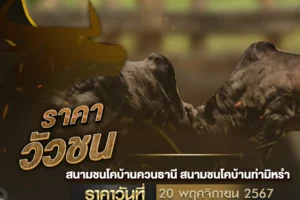 ราคาวัวชน 20 พฤศจิกายน 2567