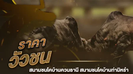 ราคาวัวชน 20 พฤศจิกายน 2567