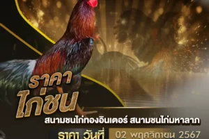 ราคาไก่ชน 02 พฤศจิกายน 2567