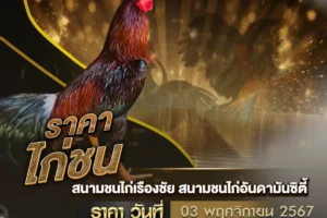 ราคาไก่ชน 03 พฤศจิกายน 2567