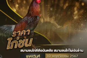 ราคาไก่ชน 10 พฤศจิกายน 2567