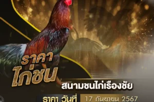 ราคาไก่ชน 17 พฤศจิกายน 2567